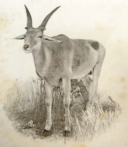 Holub_biblio_Vzcn antilopa los ze Zambesie